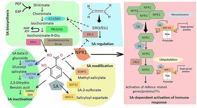 Salicylic Acid and Nitric Oxide: Insight Into the Transcriptional Regulation of Their Metabolism and Regulatory Functions in Plants